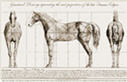 equine biomechanics